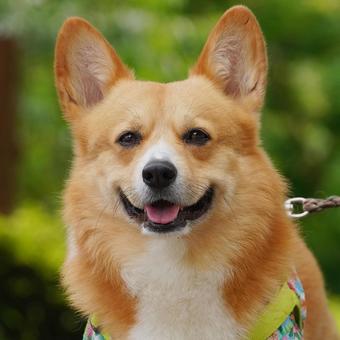 コーギーのポートレート❶ コーギーのポートレート❶ 犬,コーギー,ウェルシュコーギーの写真素材