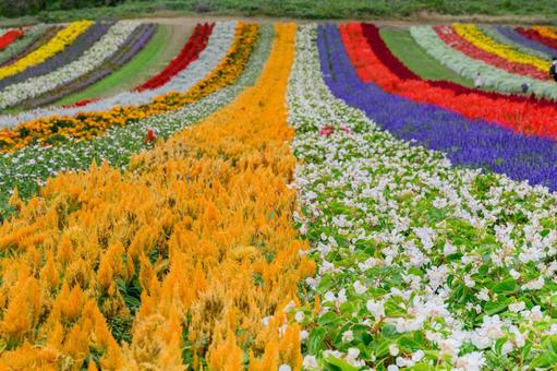 やくらいガーデン　丘陵地の色鮮やかお花畑 カラフル,ビタミンカラー,アップの写真素材