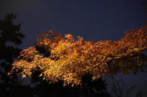 夜に照らされるもみじ 夜景,自然,景色の写真素材