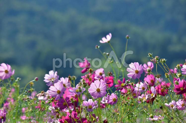 青空バックに咲くコスモスの花　秋イメージ コスモス,秋桜,花の写真素材