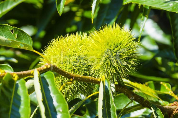 栗の実 植物,実,果実の写真素材