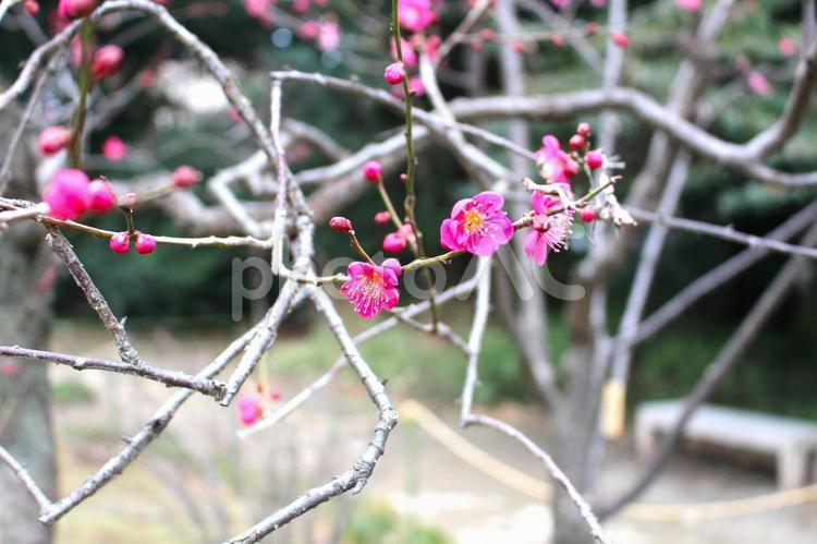 小石川後楽園の梅 梅,梅の花,植物の写真素材