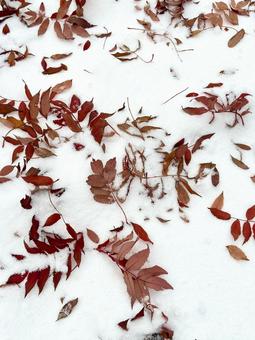紅葉と雪 紅葉,秋,雪の写真素材