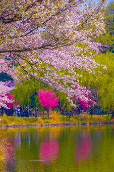 湖に舞う桜の花びら 桜,湖,花びらの写真素材