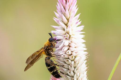 キンケハラナガツチバチ(30) キンケハラナガツチバチ(30) 昆虫,ハチ,キンケハラナガツチバチの写真素材