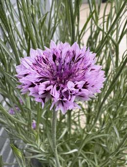 紫の花 紫の花の写真
