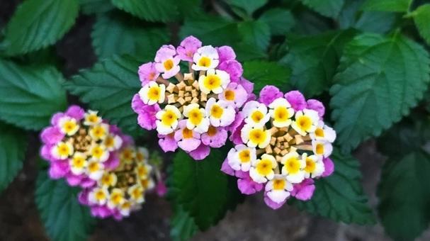 ランタナの花と葉 ランタナの花と葉の写真