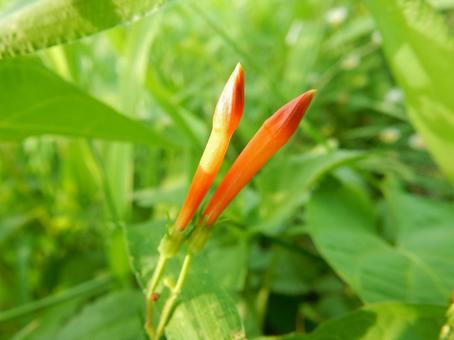 【花の写真】 マルバルコウソウの蕾 【花の写真】 マルバルコウソウの蕾の写真