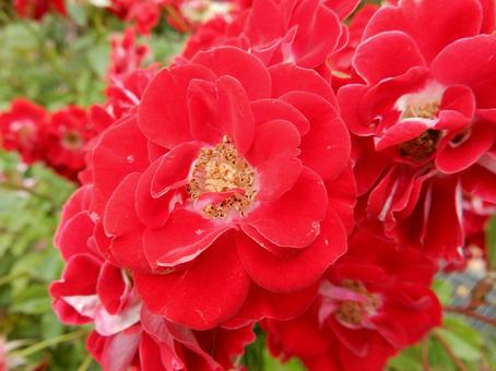 【薔薇の写真】バラの花 【薔薇の写真】バラの花 の写真