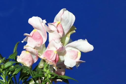 金魚草 植物,草花,花びらの写真素材
