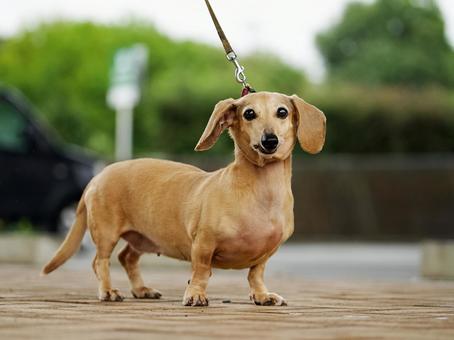 ミニチュアダックスのポートレート ミニチュアダックスのポートレート 犬,ミニチュアダックス,ダックスフンドの写真素材