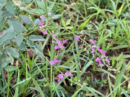 アレチヌスビトハギの紫の花 アレチヌスビトハギの紫の花 アレチヌスビトハギ,雑草,野草の写真素材