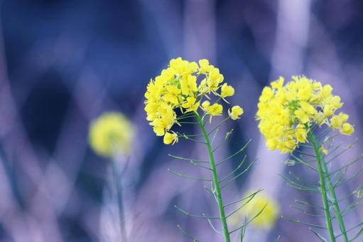 菜の花のある風景 花,菜の花,植物の写真素材