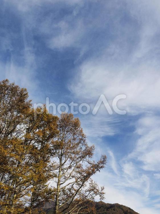 秋空と木々 秋,木,空の写真素材