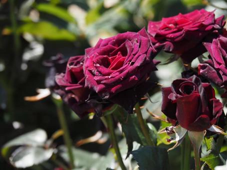 薔薇 薔薇の写真