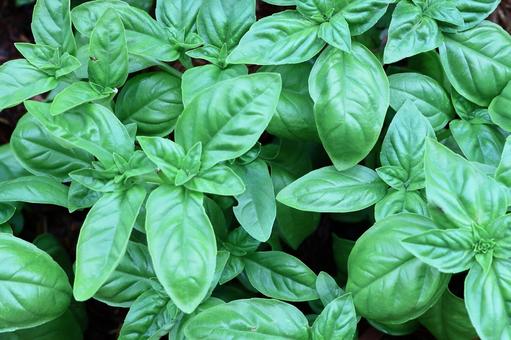 バジル４ バジル,ハーブ,植物の写真素材