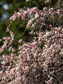 道明寺天満宮に咲く枝垂れ梅 枝垂れ梅,しだれ梅,ピンクの写真素材