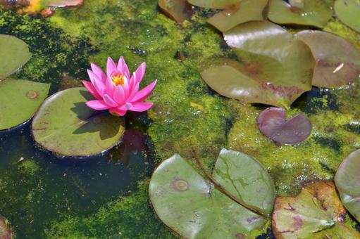 Lotus flower blooming in a pond, the national flower of India, JPG Lotus flower blooming in a pond, the national flower of India, JPG