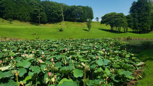 蓮の花咲くゴルフコース ゴルフ場,ゴルフ,コンペの写真素材