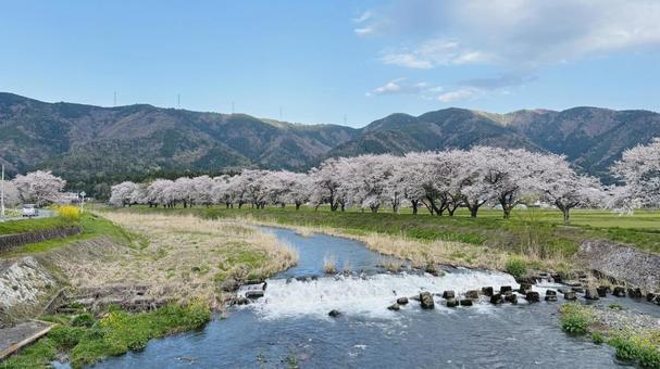 春の川 春の川の写真