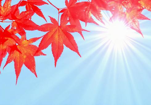 Red maple leaves, sun, lingering summer heat, beauty image, JPG
