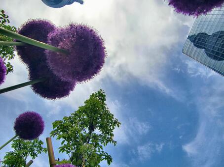 紫の丸い花～アリウム-25 アリウム,ネギ坊主,紫の写真素材