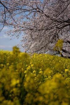 桜と菜の花の春景色 桜,菜の花,花の写真素材