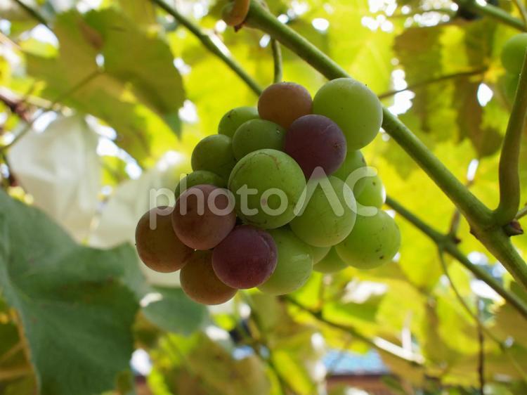 おじいちゃんのぶどう２ ぶどう,葡萄,ブドウの写真素材