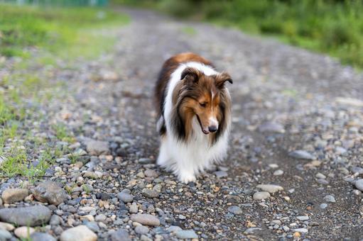 麗 レイ 麗 レイ 家庭犬,散歩,遊ぶの写真素材