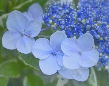 紫陽花 紫陽花の写真