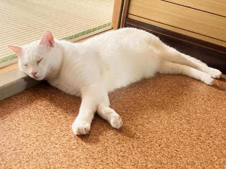 暑い 暑い 暑い,眠い,白猫の写真素材
