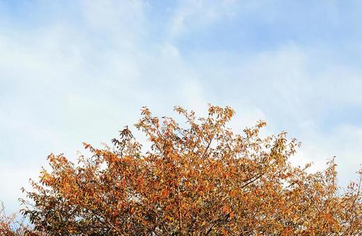 紅葉の秋 紅葉,秋,木の写真素材