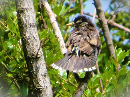 A starling drying its wet feathers, JPG A starling drying its wet feathers, JPG