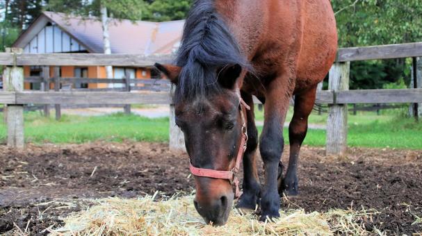 初秋の開田高原放牧場の木曽馬 初秋の開田高原放牧場の木曽馬の写真