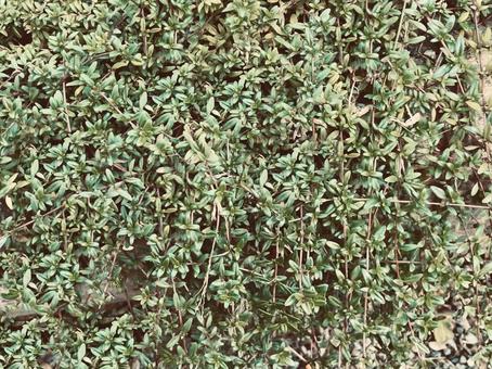 地面を這う緑の植物の写真素材 植物,葉,葉っぱの写真素材