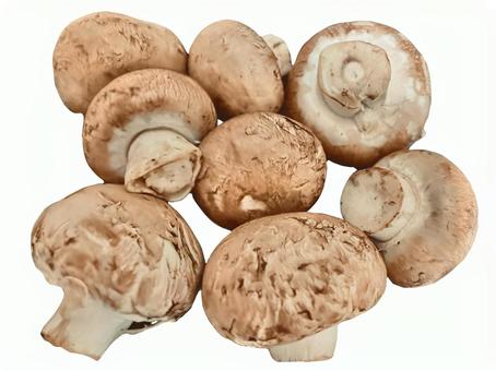 マッシュルーム（複数個） マッシュルーム,きのこ,茸の写真素材