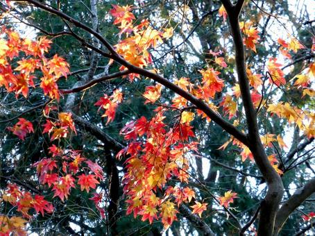 少しずつ紅葉が進む郊外の山林 木,葉,枝の写真素材