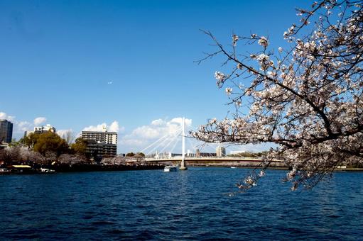大阪川と桜の風景 大阪川と桜の風景 桜,川,大阪の写真素材