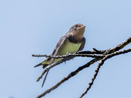 枝にとまるツバメ 枝にとまるツバメ ツバメ,燕,野鳥の写真素材