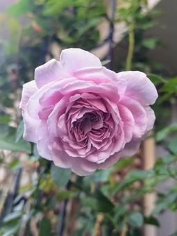 ベランダのバラ・レイニーブルー バラ,薔薇,レイニーブルーの写真素材