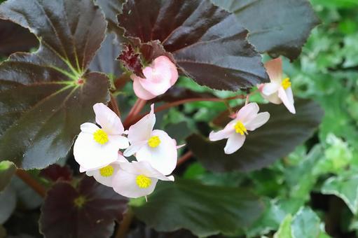 植物　ベゴニア ベゴニア,花,植物の写真素材