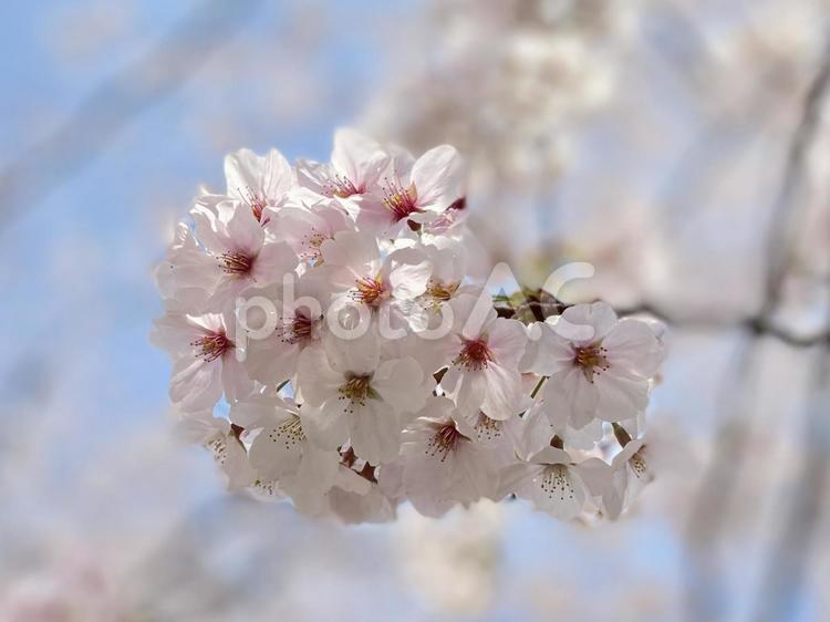 鶴舞公園の桜 桜,さくら,サクラの写真素材
