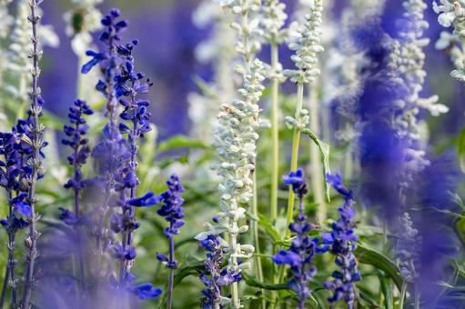 サルビア⑵ サルビア⑵ 花,青,白の写真素材