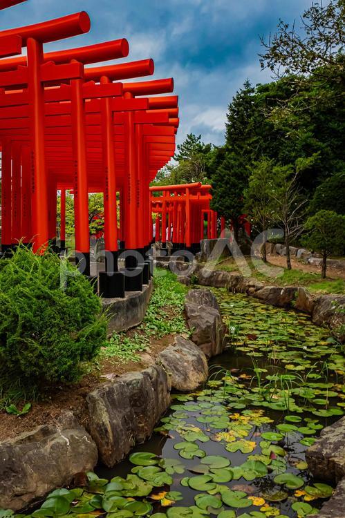 青森県　高山稲荷神社 青森,青森県,港町の写真素材