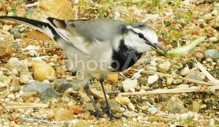 虫を捕まえたハクセキレイ ハクセキレイ,鳥,小鳥の写真素材