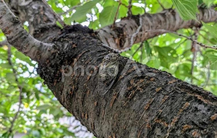 セミ（クマゼミ） 昆虫,夏,クマゼミの写真素材