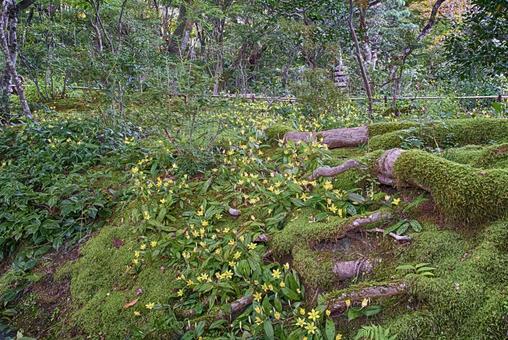 黄花ホトトギス 黄花ホトトギスの写真