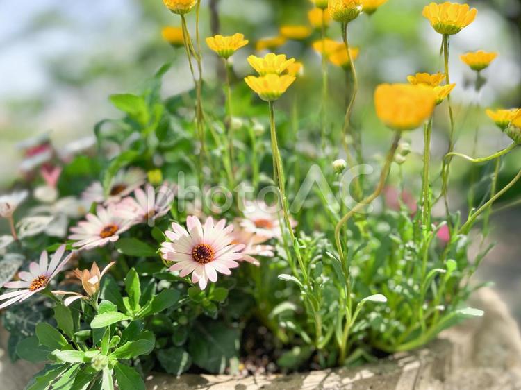 植木鉢の花 花,植木鉢,白の写真素材