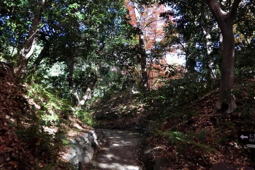 Scenery of Koishikawa Korakuen, JPG