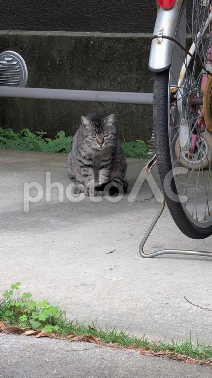 駐輪場の猫 ねこ,ネコ,猫の写真素材
